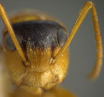 Media type: image; Entomology 21594   Aspect: head frontal view